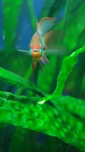 Aquarium fish and raptors up close in Abakan