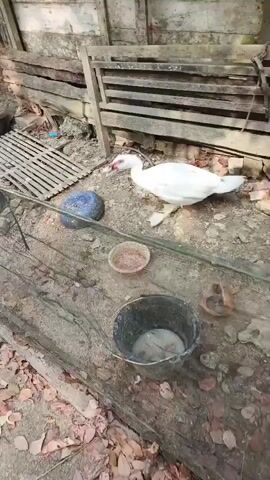 A white duck with red markings on its face stands in a dirt and leaf-covered area, next to a wooden structure. In the foreground, a black bucket contains murky water. Several bowls are scattered on the ground, one appearing to contain food. A section of a wooden fence or wall is visible in the background. The duck is facing left, with its beak slightly open.