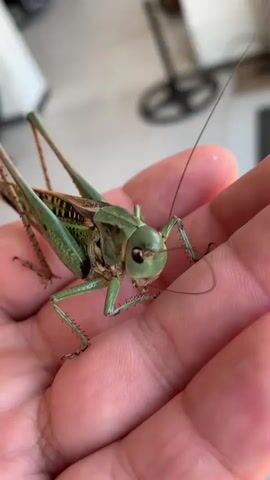 The video shows a close-up of a large green grasshopper resting on a person's palm. The grasshopper is facing the camera, with its long antennae extended. The background is blurred, but appears to be an indoor environment with some furniture visible. The camera appears to be held by another person, capturing the interaction. The video is brief, showing only the grasshopper on the hand.