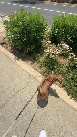 The video shows a small brown dog on a leash being walked on a sidewalk next to a road. The dog is facing away from the camera, looking at some bushes. The road has a yellow line and is paved. There are also trees and some buildings in the background. The weather appears to be sunny.