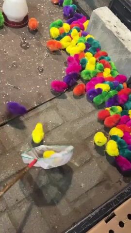 This video captures a close-up, slightly overhead view of a group of brightly colored chicks on a gray, paved surface. The chicks are dyed in vibrant hues of pink, purple, yellow, orange, green, and blue. Many of them are clustered together, forming a dense mass. In the foreground, a white net attached to a long, yellow pole is being used to gather some of the chicks. Several yellow chicks are visible within the net. To the left, a white and red feeder is positioned on the ground, with a few green and orange chicks nearby. Further back, the chicks are spread out more, with some near a rough, gray concrete border. The background shows hints of a wire cage structure and partially visible human legs and feet, suggesting a market or exhibition setting. The overall lighting is dim, possibly indicating an indoor or evening environment.