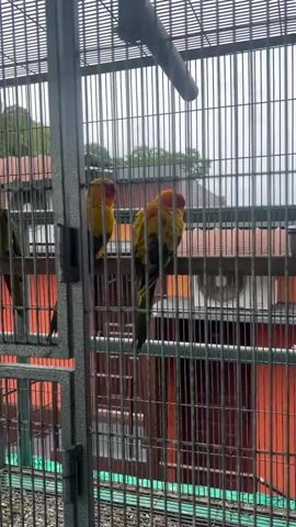The video shows a group of parrots in an outdoor aviary. The aviary appears to be made of metal bars, and there are several perches inside for the birds. Some of the parrots are green, while others are yellow and orange. The background shows some buildings with red roofs, suggesting an urban or suburban environment. The weather appears to be overcast or rainy, as the light is dim and there are water droplets visible on the aviary bars. One bird is perched on the top left, two green birds are in the middle left, and two yellow and orange birds are in the middle right. Another green bird is in the far left section of the aviary.