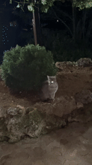 Quiet evening moments with grey cat on Zlatograd terrace