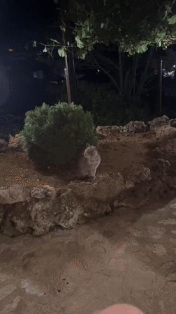 Quiet evening moments with grey cat on Zlatograd terrace