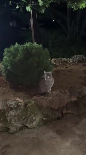 Quiet evening moments with grey cat on Zlatograd terrace