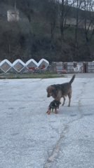 Stray dog family with puppy spotted in Zlatograd parking area