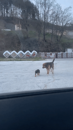 Stray dog family with puppy spotted in Zlatograd parking area