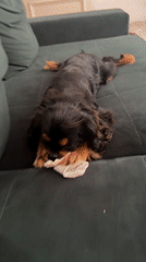 Cavalier puppy and toddler share a quiet morning at home