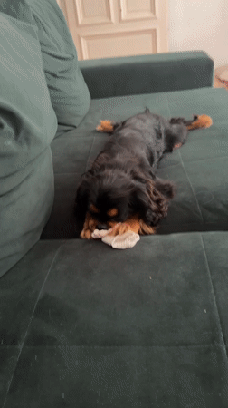Cavalier puppy and toddler share a quiet morning at home