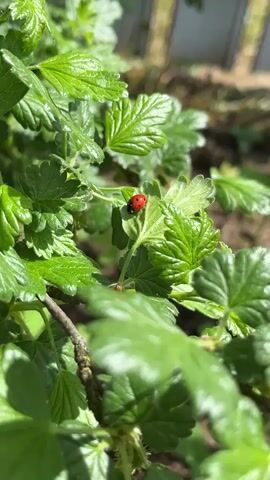 A ladybug sits on the leaf of a lush green gooseberry bush. The light is bright, and the background is blurred, suggesting a shallow depth of field. The bush is healthy, with vibrant green leaves, and the ladybug is a bright red contrasting against the greenery. The scene appears to be shot outdoors in natural light.