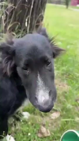 A short video shows a black dog with white patches near a tree in a grassy area. The dog has a green collar. A hand with a tattoo reaches into the frame and pets the dog on its head and ear. The dog appears calm and lets the person pet it.