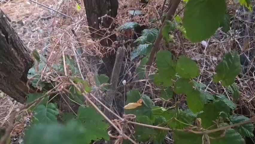 The video shows a close-up view of dense vegetation, including green leaves, dry branches, and a tree trunk. A weathered wooden stake is visible in the center of the frame, partially obscured by foliage. The ground is covered in dry leaves and debris. The lighting suggests an outdoor environment, possibly a wooded area or a neglected garden. There are no visible people or animals. The camera is stationary.