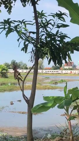 A vertical video shows a train passing through a rural landscape. In the foreground, there are banana trees and other vegetation. Behind them, a flooded field is visible, with a train traveling on tracks in the distance. Further in the background, there are buildings, including a mosque with a green dome. The sky is clear and blue. The train appears to be white with red accents.