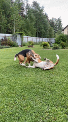Two beagles play wrestle on lawn in Timokhovo