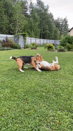 Two beagles play wrestle on lawn in Timokhovo