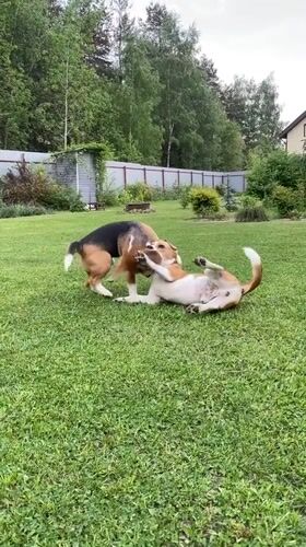 Two beagles play wrestle on lawn in Timokhovo