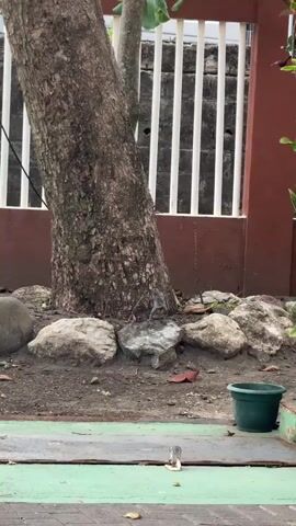 A grey lizard is seen perched on a rock at the base of a tree. The lizard is facing the camera with its head slightly tilted. Behind the tree, a white fence is visible, and to the right, a brown wall. The ground is covered in dirt, small rocks, and a few fallen leaves. In the foreground, a green potted plant and a portion of a paved walkway are visible. The lizard remains still for the duration of the clip.