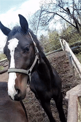 Horses observed in muddy paddock in Kharkiv
