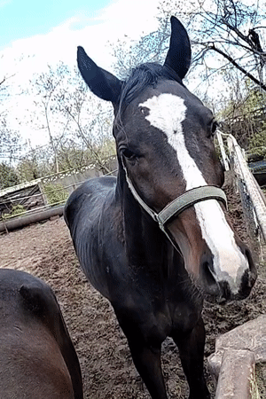 Horses observed in muddy paddock in Kharkiv