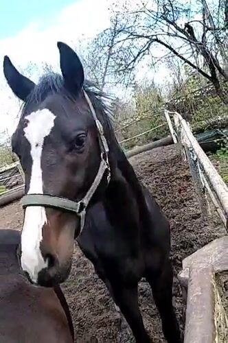 Horses observed in muddy paddock in Kharkiv