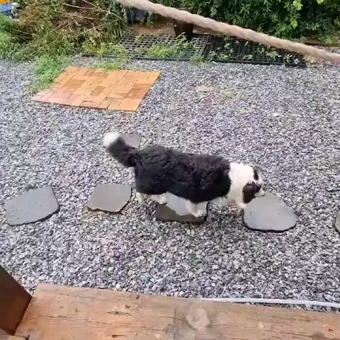A black and white dog walks across a gravel path with stepping stones. The dog is medium-sized with fluffy fur and a tail that curls upward. The dog moves from right to left across the frame, stepping on the stones. In the background, there is lush green foliage and a wooden structure with a red cloth draped over it. The lighting suggests it is daytime, possibly overcast.