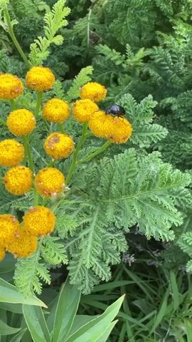 A black beetle is perched on a cluster of small, round, yellow flowers. The flowers are on a green stem, and the beetle is facing to the left. Behind the flowers is a background of blurred green foliage.