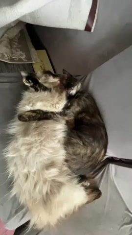 This is a vertical video clip of two cats cuddling on a gray surface, possibly a bed or couch. The cat on the left is larger and has long, fluffy cream-colored fur with some darker markings. The cat on the right is smaller and has a tortoiseshell pattern of dark brown, black, and orange. They are lying on their sides, facing each other, with the smaller cat curled around the larger one. The smaller cat has its head resting on the larger cat's chest, and its paws are wrapped around the larger cat's body. The larger cat's head is tilted back, and its eyes are closed, suggesting it is relaxed or asleep. The smaller cat's eyes are also closed. The overall impression is one of comfort and affection.

The setting appears to be indoors, with soft lighting. There's a glimpse of what looks like a patterned textile in the upper left corner, and a book or similar object with text partially visible behind the cats. The visible text, in yellow, appears to read "NurO Nade". The overall mood is peaceful and serene, highlighting the bond between the two animals. The clip is shot from a top-down perspective.