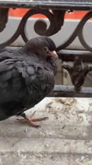 Buenos Aires resident documents quiet afternoon moments with pigeon
