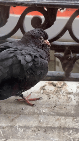 Buenos Aires resident documents quiet afternoon moments with pigeon
