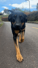 Dogs spotted in two Colombian locations within minutes