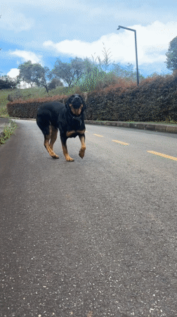 Dogs spotted in two Colombian locations within minutes