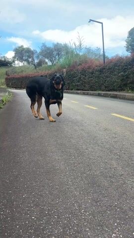 The video shows a black and tan dog walking on an asphalt road towards the camera. The dog gets close to the camera, briefly filling the frame with its face, then steps back, showing its head and body from above. The road has a yellow line painted on it, and there are bushes and trees in the background, under a partly cloudy sky. A light post is visible in the background.