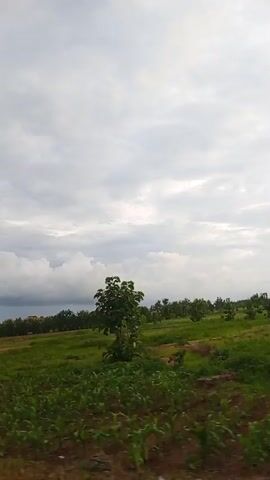 The video shows a landscape with green fields and trees under a cloudy sky. The camera appears to be moving, possibly from a vehicle, as the view shifts across the scenery. In the foreground, there are rows of young green plants, likely crops. Beyond these, the terrain is a mix of green grass and patches of brown earth. A line of trees forms a distant horizon, with some scattered trees and bushes in the mid-ground. The sky is overcast with a variety of cloud formations, ranging from light, wispy clouds to heavier, darker clouds suggesting potential rain. The overall impression is of a rural or agricultural setting during daytime.