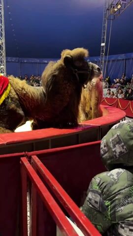 Two camels are lying down on a circular stage within a circus tent. A red and yellow cloth covers their backs. One camel has dark brown fur, while the other has lighter beige fur. The stage is ringed with red fabric. Red metal barriers separate the stage from the audience. The audience fills rows of seats in the background. A man in a red shirt briefly appears to walk in the center of the stage. Blue fabric covers the tent's ceiling. Metal scaffold towers rise at intervals around the perimeter of the tent. A person in a blue jacket with Sonic characters sits in the foreground.