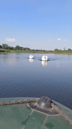 Quiet lake scene with swan floats and sunlit reeds