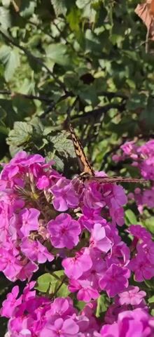 A yellow and black butterfly rests on a cluster of bright pink flowers. The butterfly's wings are partially closed. The background consists of green foliage. The scene is likely outdoors.