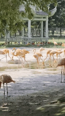 Flamingos and meerkats at a Qinhuangdao zoo