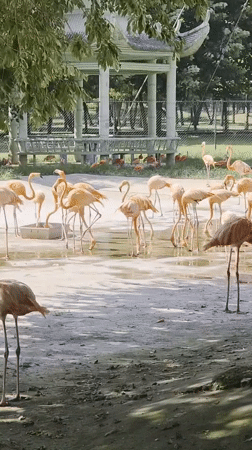 Flamingos and meerkats at a Qinhuangdao zoo