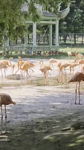 A flock of flamingos stands in shallow water in an outdoor enclosure. Some flamingos are drinking, while others are standing and preening. A traditional Asian-style pavilion with a tiled roof and white posts stands in the background, partially obscured by trees. A fence encloses the area. Several other flamingos are visible in the distance behind the pavilion.