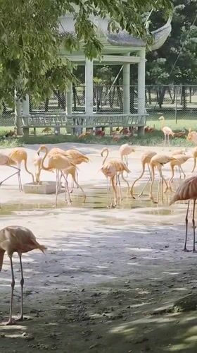 Flamingos and meerkats at a Qinhuangdao zoo