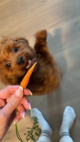 A person's hand holds a small carrot with green leaves attached. A small, fluffy, reddish-brown dog with its tongue out jumps up towards the carrot. The dog's paws are blurred due to motion. The background appears to be a light-colored wooden floor. White socks with striped cuffs are visible on the person's feet at the bottom of the frame. The dog attempts to eat the carrot.