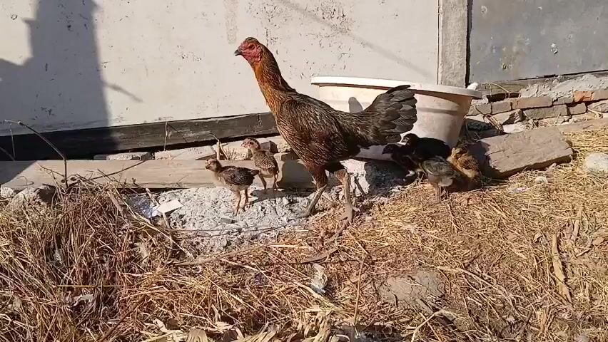 A rooster stands in dry grass next to a white plastic tub. Several chicks are gathered around the rooster. One chick is to the left of the rooster, and several more are to the right, clustered near the tub. The rooster appears to be protective of the chicks. The background consists of a white wall and some bricks. The scene is lit by sunlight, creating shadows.