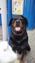 Residents and dogs enjoy ordinary afternoon in Horishni Plavni