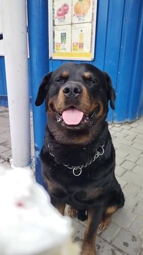 Residents and dogs enjoy ordinary afternoon in Horishni Plavni