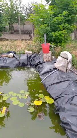 A man-made pond lined with black plastic sheeting. Water is being pumped into the pond from a red bucket placed on a wooden stump. The pond contains several water lily pads, some of which have yellow flowers. In the background, there is a fence and some trees. A dog can be seen in the background.