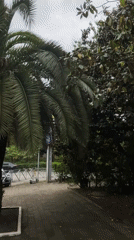Cool May morning captured in routine Sochi street scenes