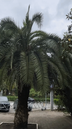 Cool May morning captured in routine Sochi street scenes