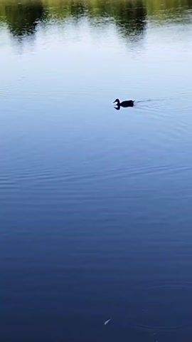 A dark duck swims across a calm body of water. The water reflects trees and the sky. The camera is positioned at eye level, focusing on the duck and its wake. The scene is serene and peaceful, with the duck as the only moving element.