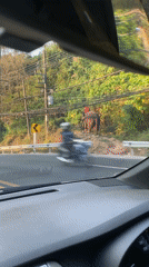 Elephant with rider spotted roadside in Kamala, Thailand