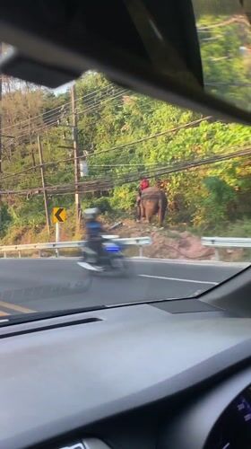 Elephant with rider spotted roadside in Kamala, Thailand